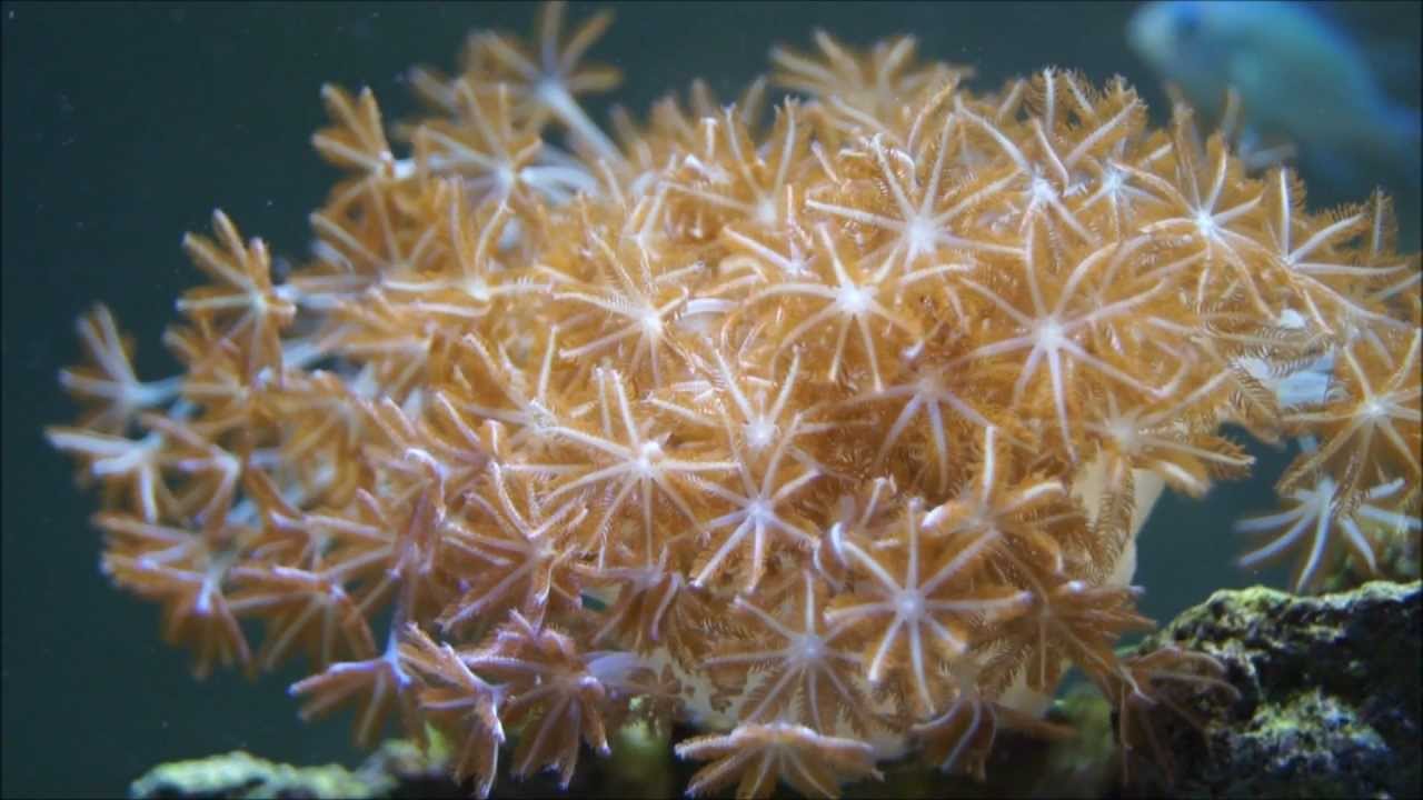 Check it out - Xenia Pulsing Coral (watch in HD)