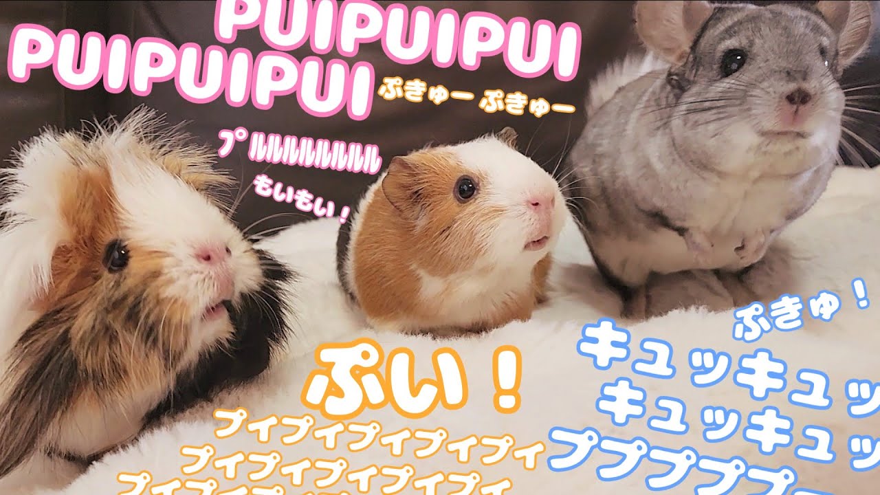 モルモットとチンチラの色んな鳴き声