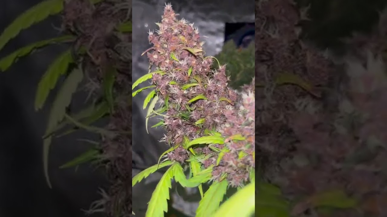 Lsd25 auto fastbuds