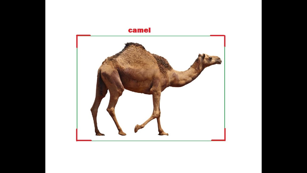 image recognition using teachable machine and tensorflow