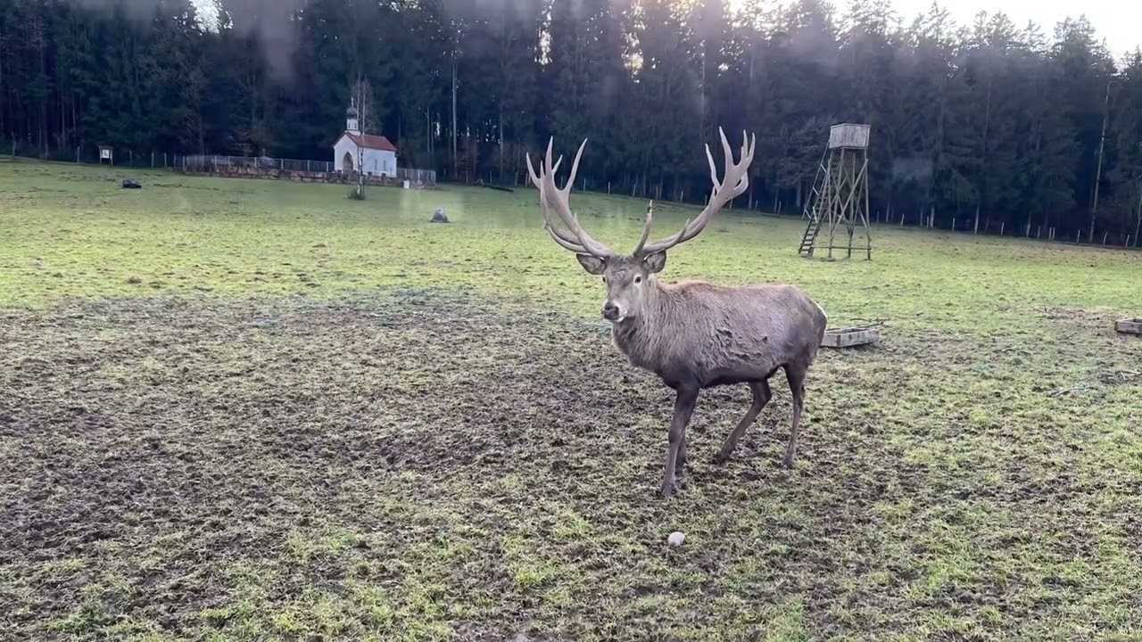 Wildpark Oberreith: Ein Tag im Herzen der Natur