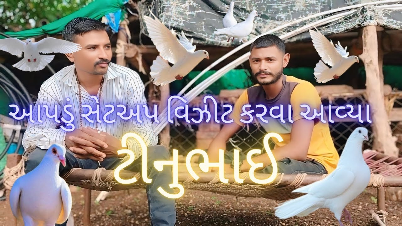 આપડું સેટઅપ વિઝીટ કરવા આવ્યા ટીનુભાઈ//#pigeon #kabutarsetup