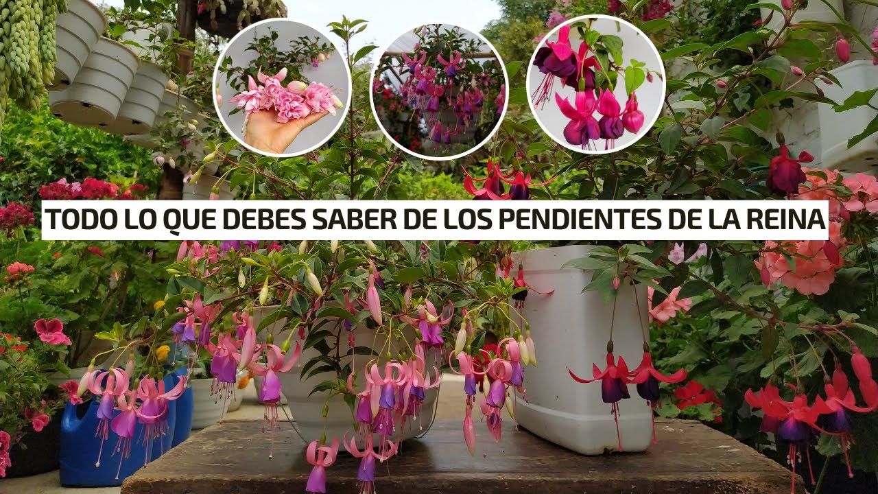TODO lo que debes saber de los pendientes de la reina / Fucsias| Jardín Diaz
