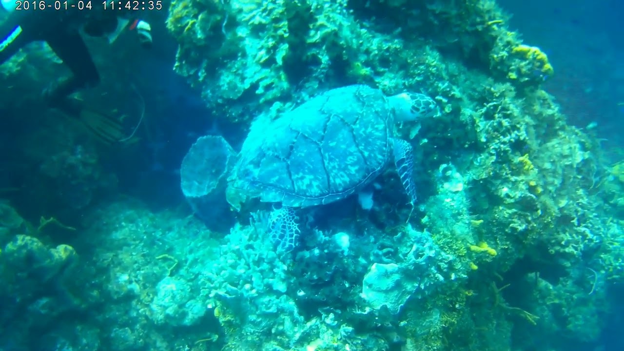 DLutz Cozumel Dive 2024 Turtle