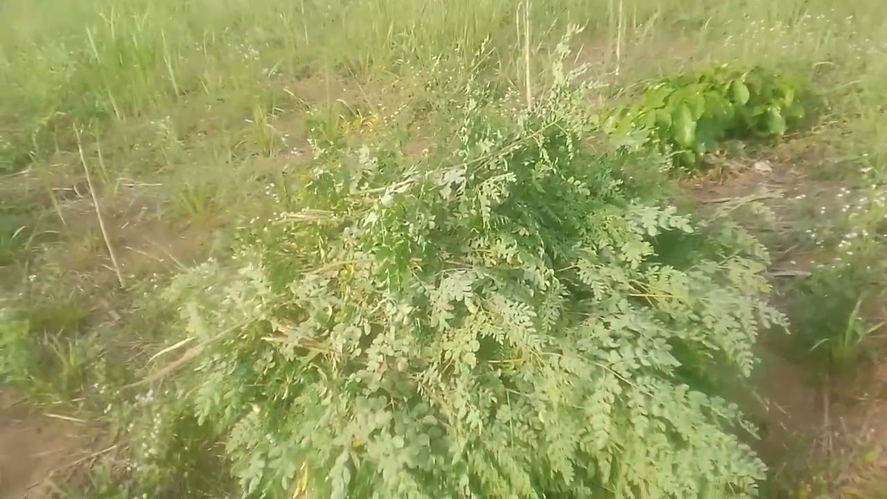 ИИ (диаграмма GPT), правительство Нигерии и экономический анализ и разбор EDEN MORINGA