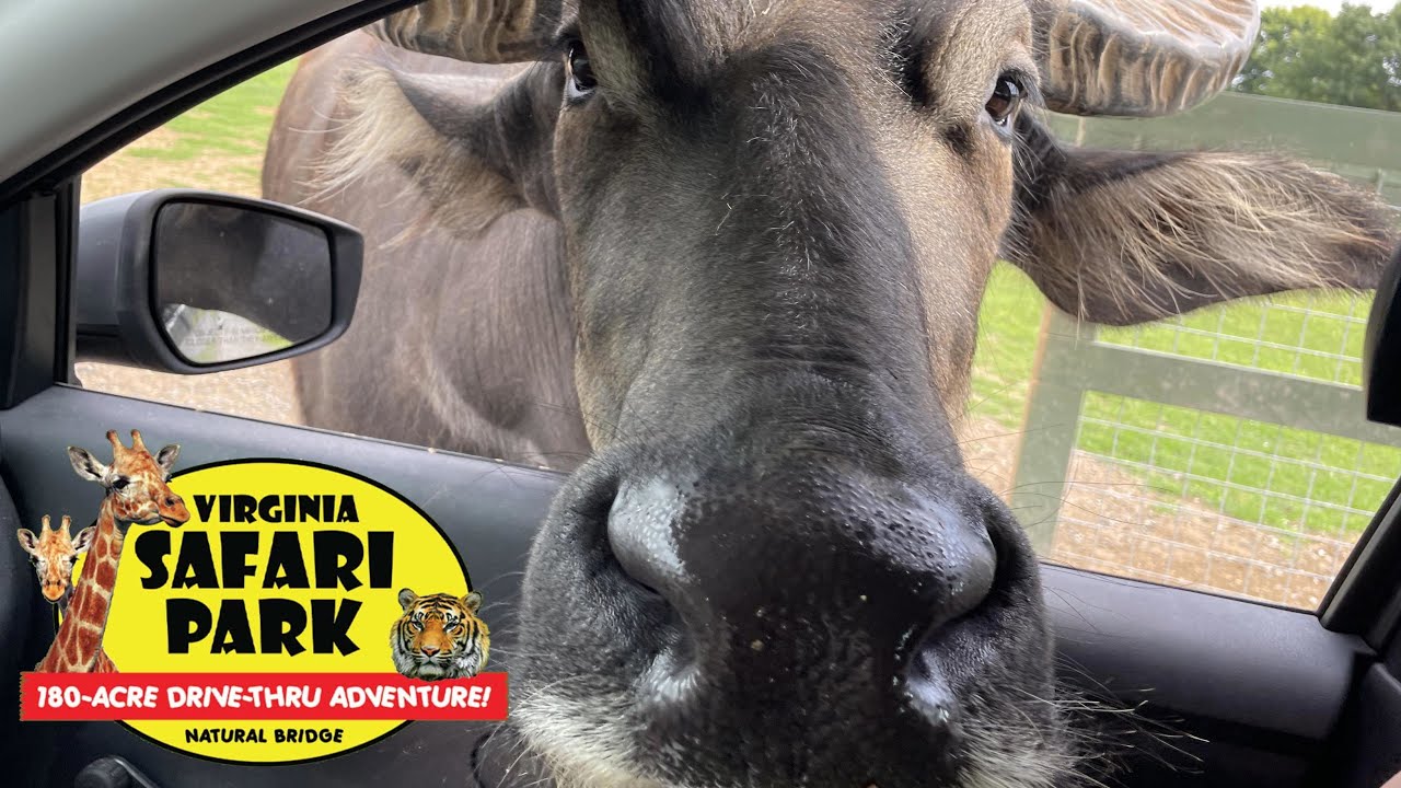 Virginia Safari Park (Full Drive Through & Feeding The Animals) with The Legend