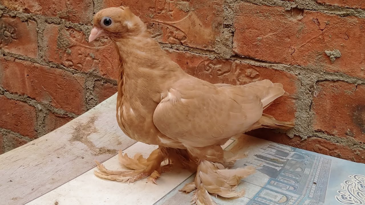 حل بعض مشاكل عدم التخصيب عند الحمام🐣🕊️🐣