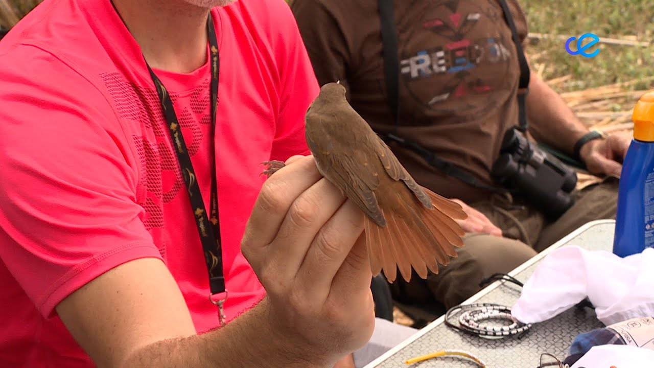 Jornada de anillamiento científico y de observación de aves