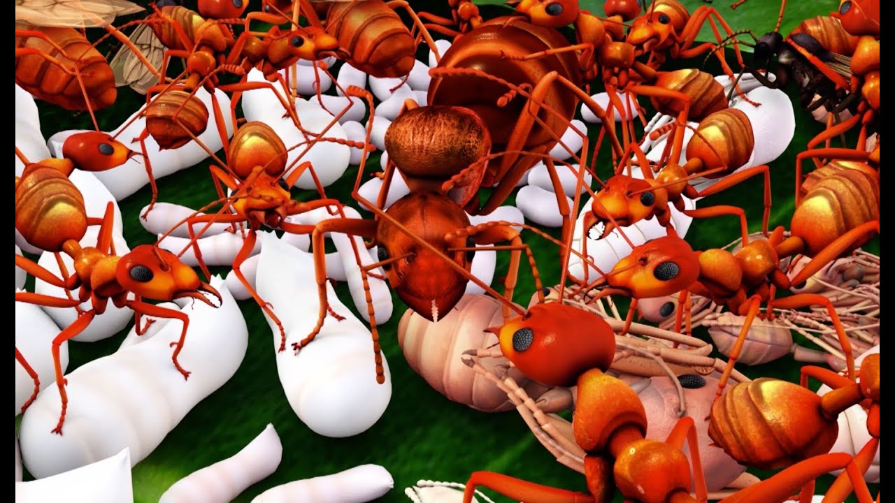 NOUS, LES FOURMIS...        Au début, la reine