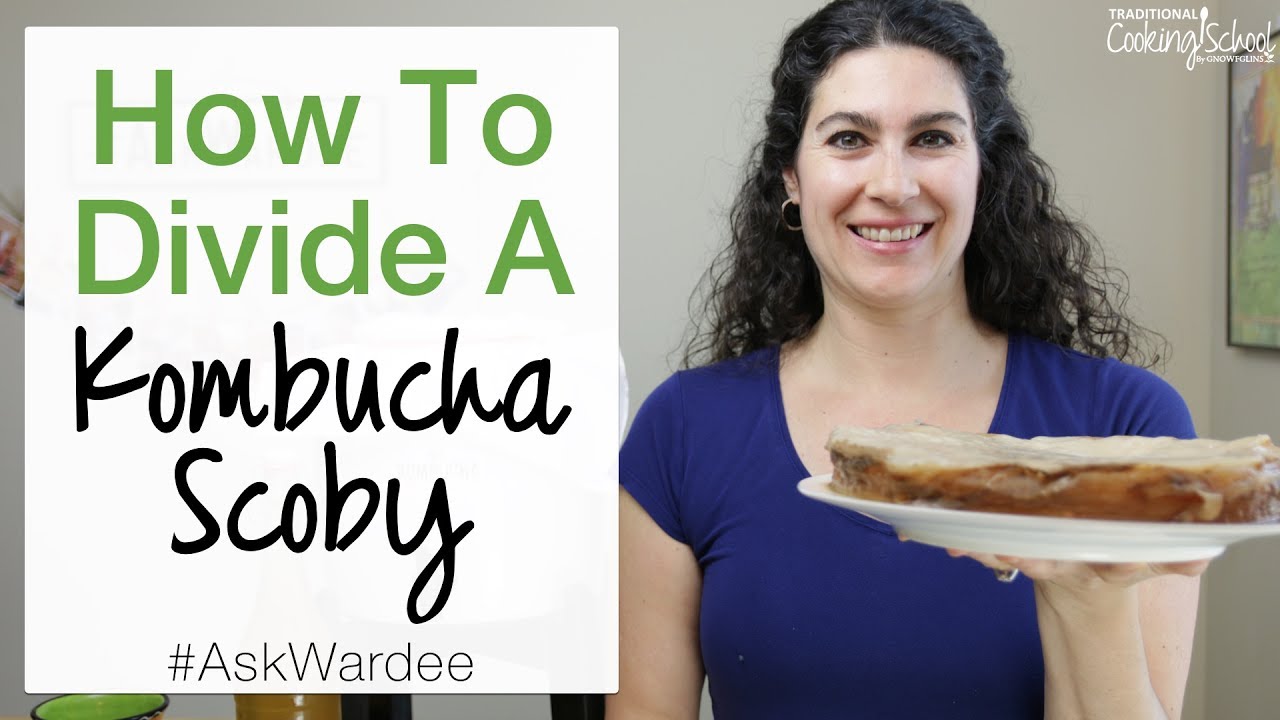 Как разделить комбучу Scoby | #AskWardee 083