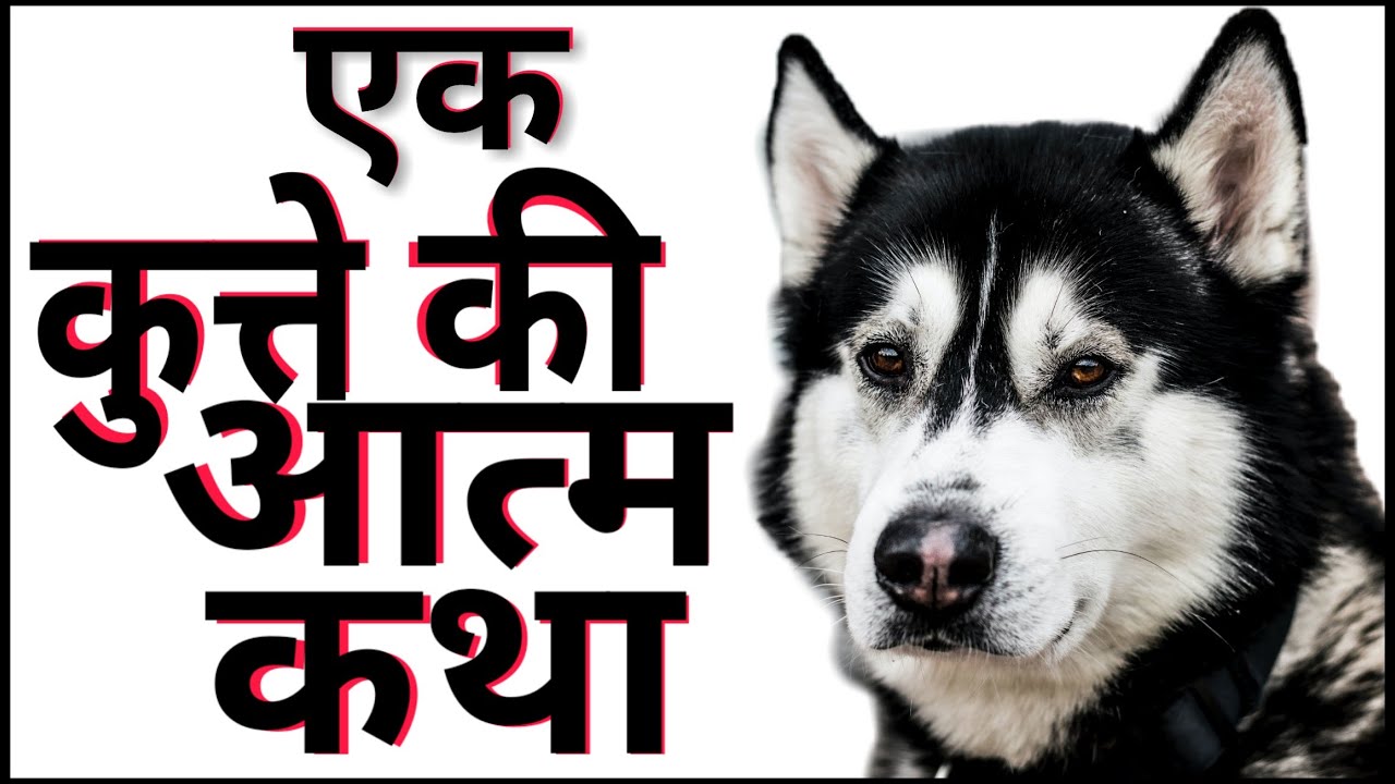 कुत्ते की कहानी  A DOG'S BIOGRAPHY     MUST WATCH