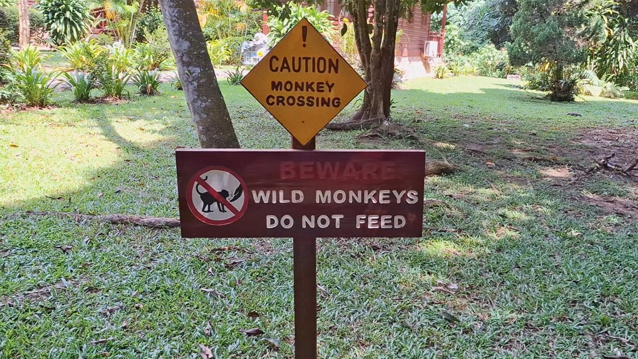 Monkeys in Taman Negara National Park.