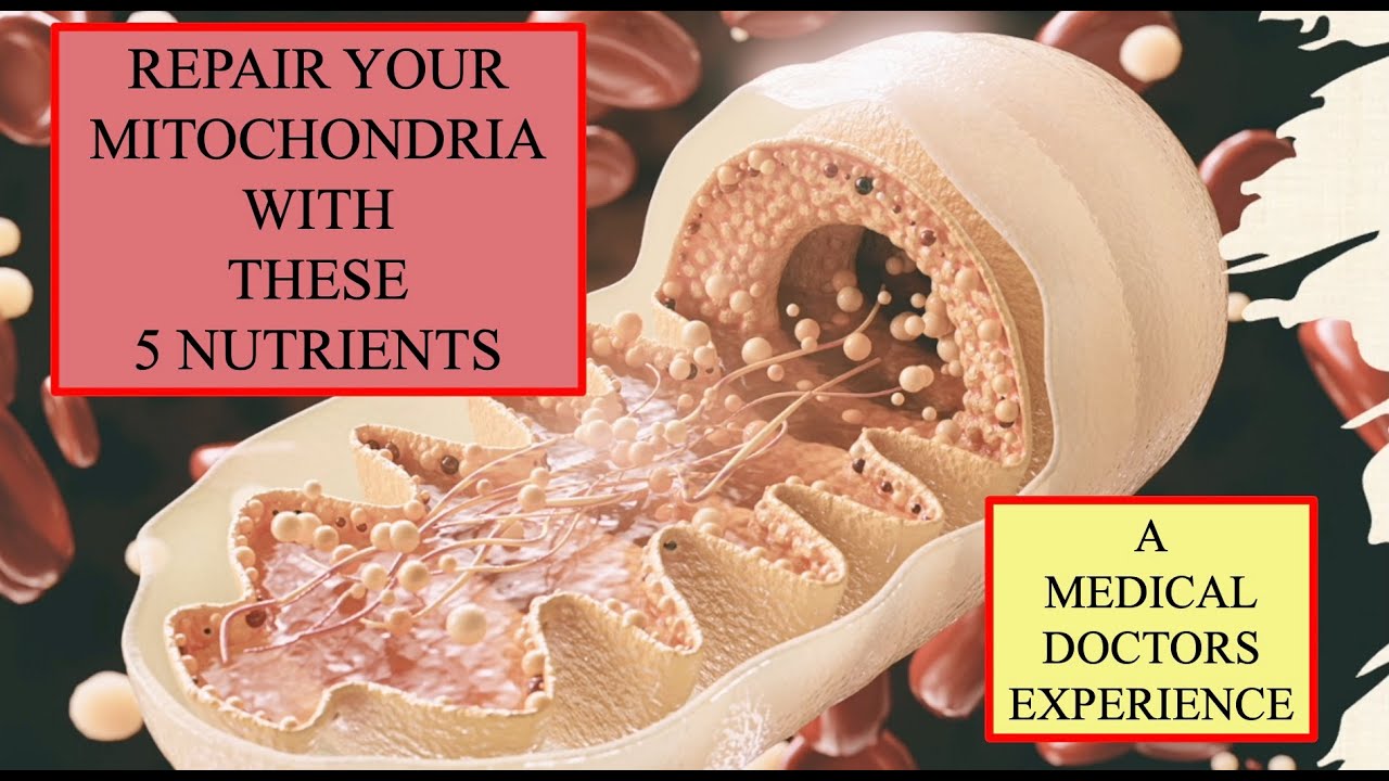REPAIR the MITOCHONDRIA with 5 KEY NUTRIENTS