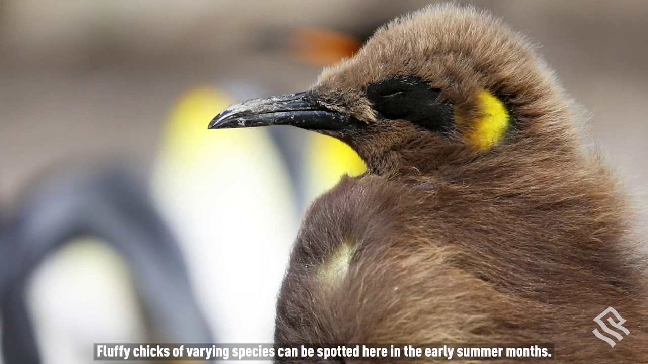 Wildlife Abounds on Saunders Island in the Falklands