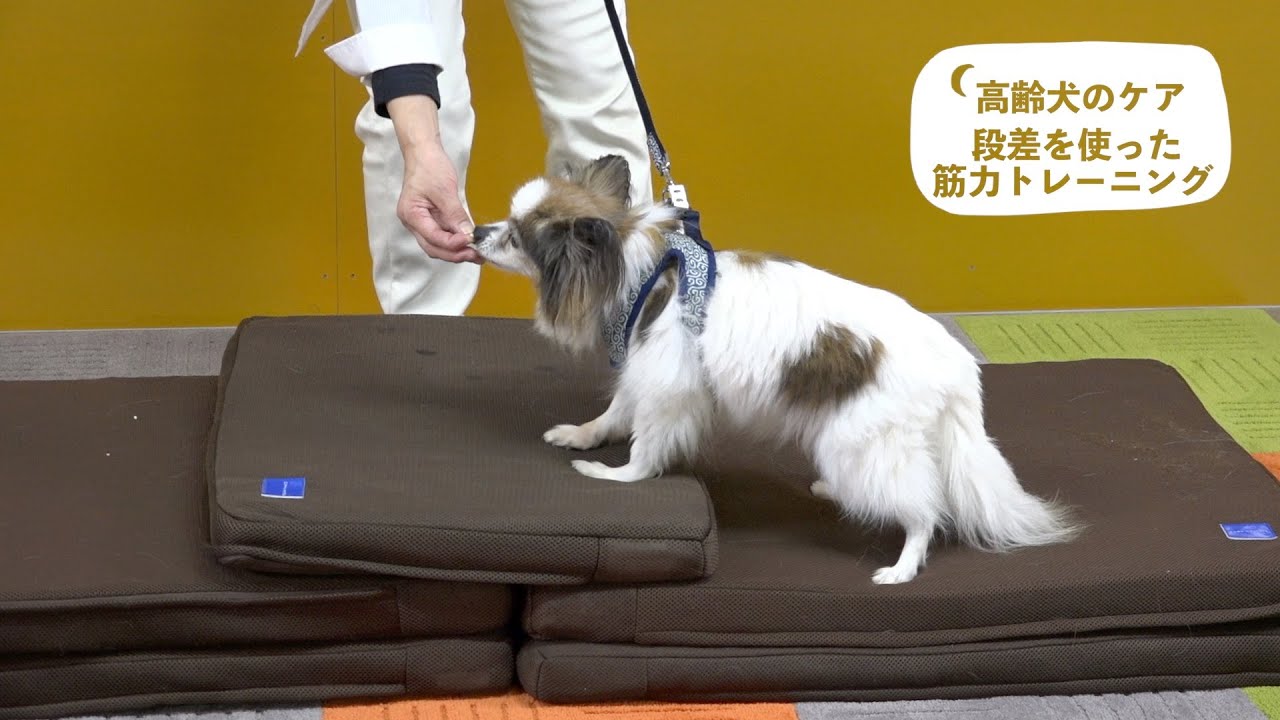 高齢犬のケア　段差を使った筋力トレーニング