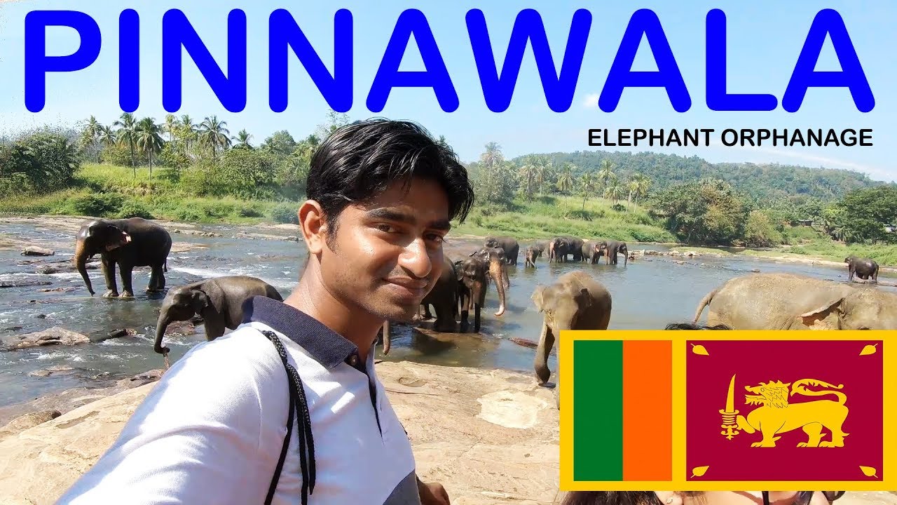 Pinnawala Elephant Orphanage I Sri Lanka