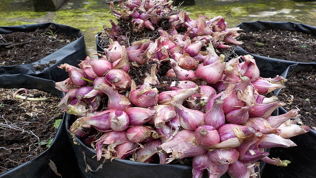 Cara agar bawang merah cepat tumbuh dan ber umbi lebat