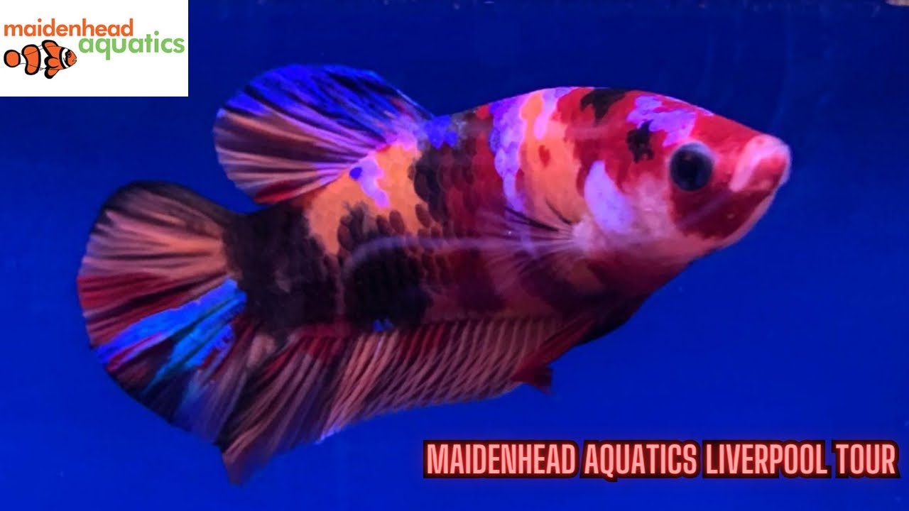 Cool Selction Of Oddball Fish- Maidenhead Aquatics Liverpool