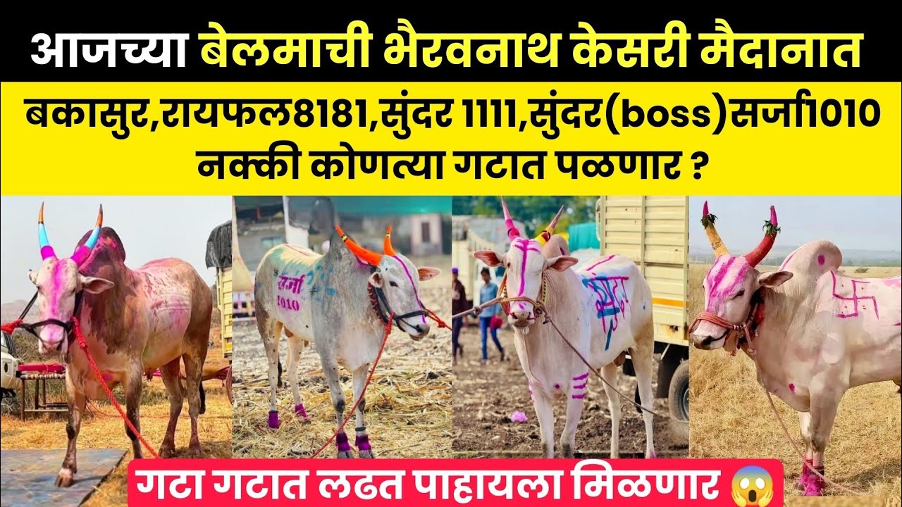 उद्याच्या बेलमाची मैदानात बकासुर,रायफल8181,सुंदर 1111,सुंदर(boss)सर्जा१०१० नक्की कोणत्या गटात पळणार 