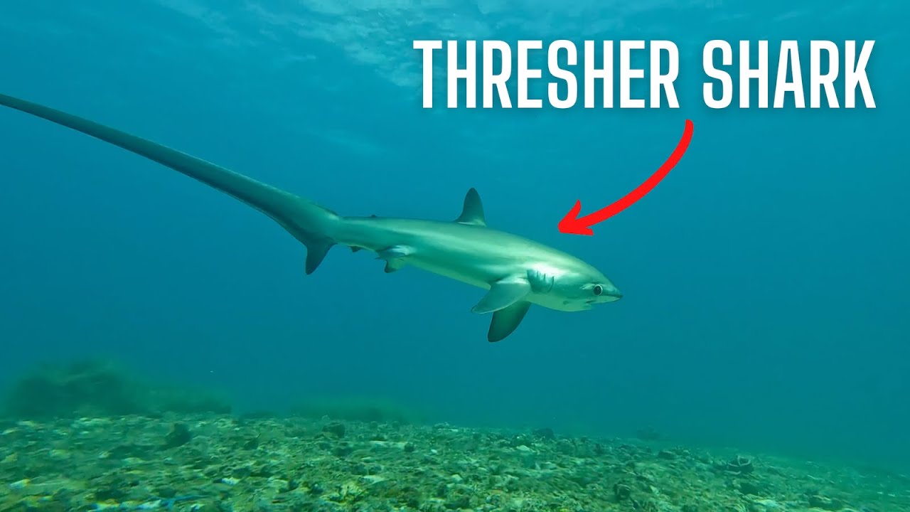 DIVING With THRESHER SHARKS on Malapascua Island
