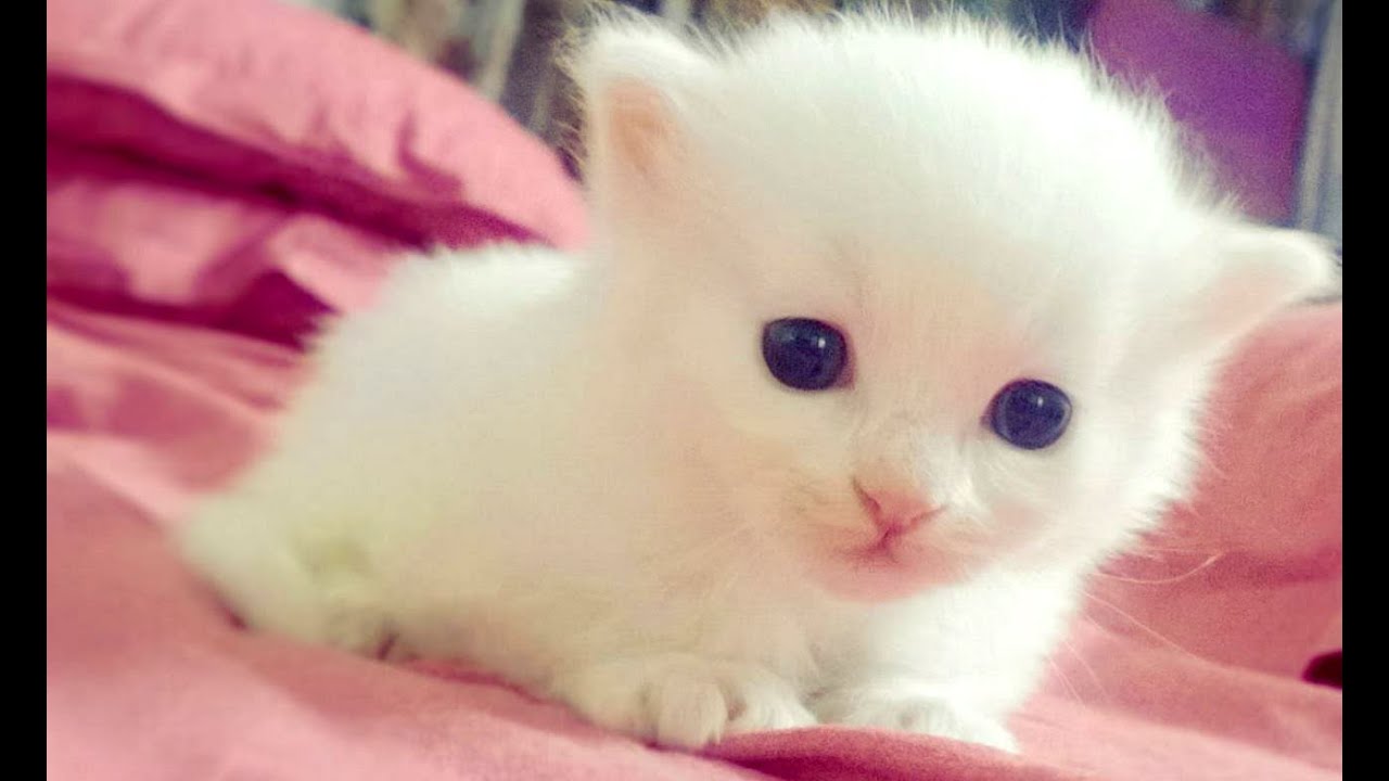 Baby Animals - A Cute Animal Videos Compilation 2016