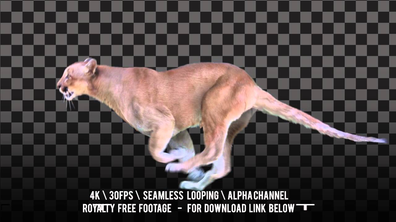 American mountain lion (Cougar) running. Isolated and cyclic animation. Alpha channel.