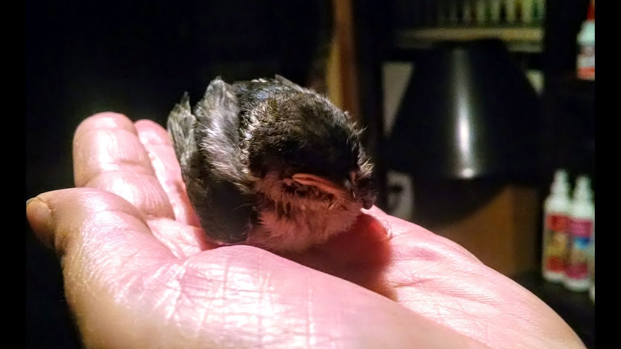 Avión común POLLO- SITTER