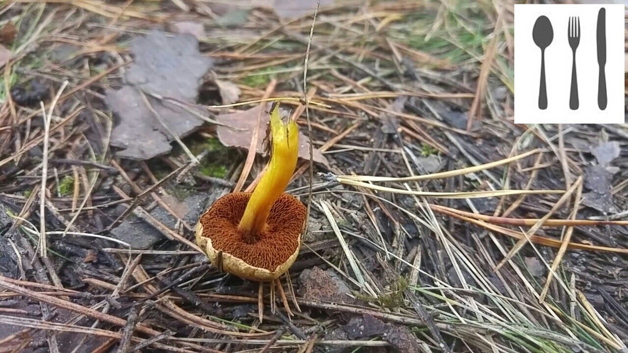 Maślaczek pieprzowy&nbsp;(Chalciporus piperatus) Jaworzno