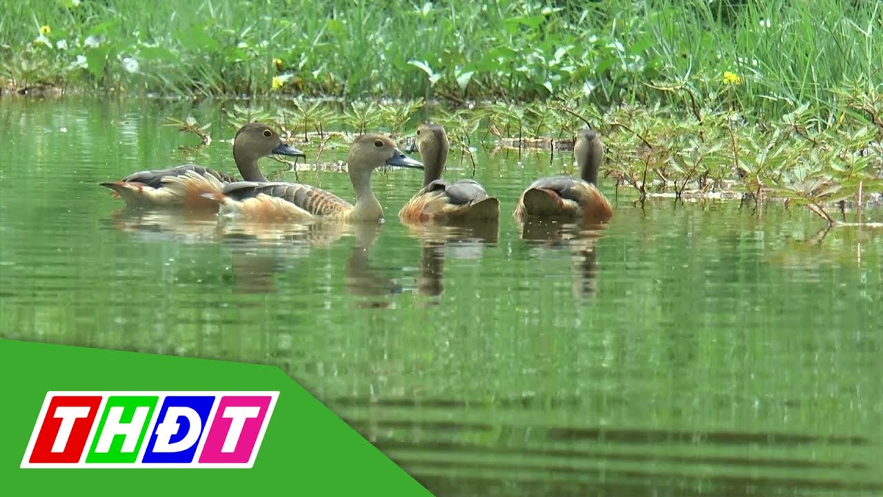 Làm giàu từ nuôi chim le le | THDT