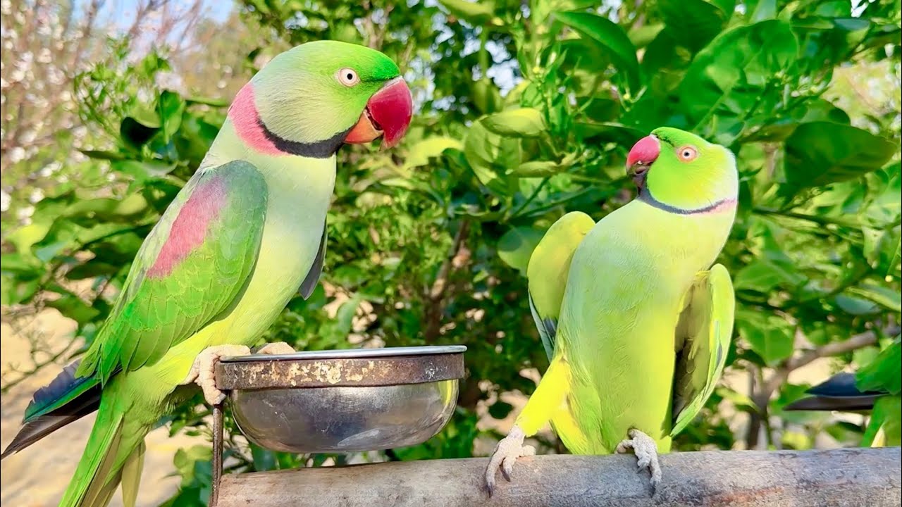 Alexandrine & Ringneck Parrot Talking and Dancing Together!