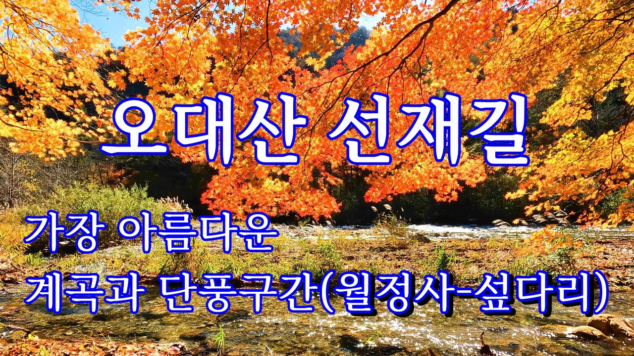 오대산 선재길 막바지단풍(월정사주차장 - 일주문 - 섶다리)20241024
