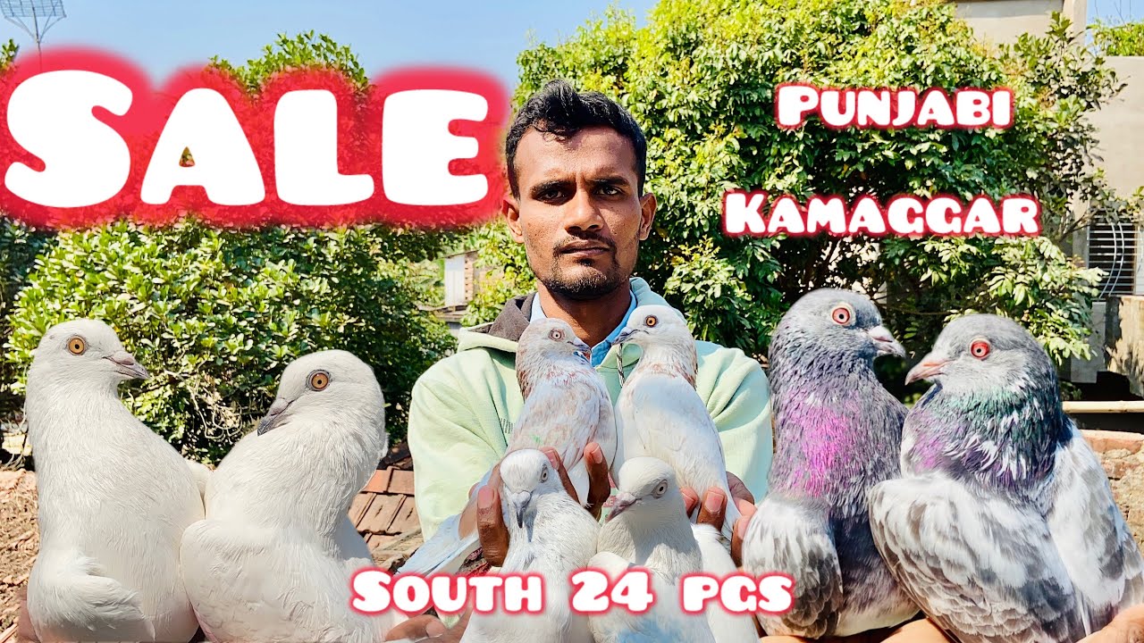 পাঞ্জাবি মালওয়াই ও কামাগ্গার কবুতর সেল (south 24 pgs). Punjabi & Kamaggar pigeons are sale 😱😱😱. 