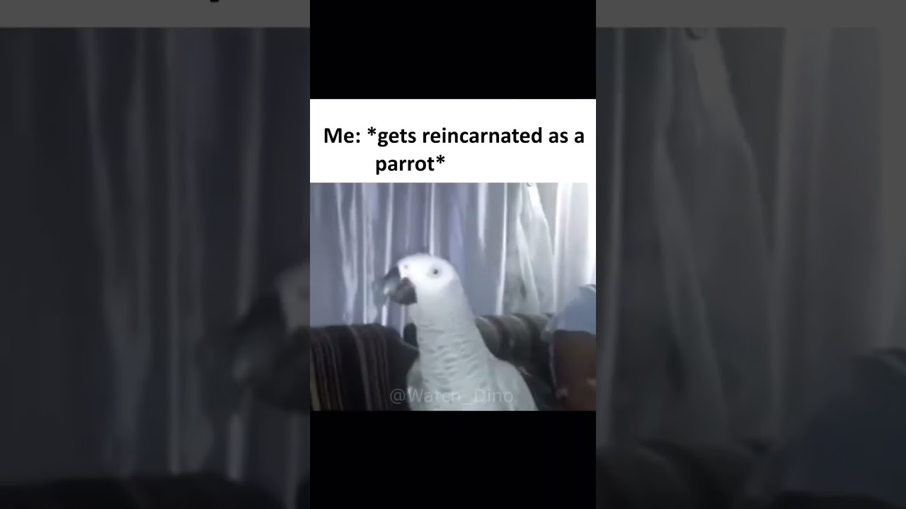 parrot swears in Afrikaans (fokken ma SE poes) #short #shortsfeed #funnyshorts #afrikaans #parrot