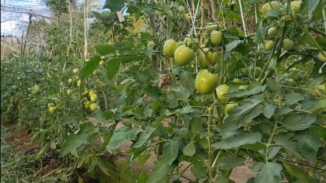 Kamatis Planting"Diamante Max F1"