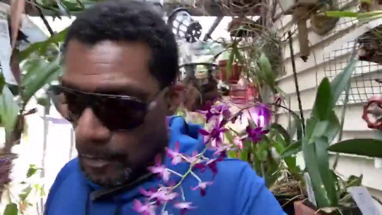 LIVE in the orchid jungle : looking at Dimorphorchis and Angrecoids #orchidgreenhouse