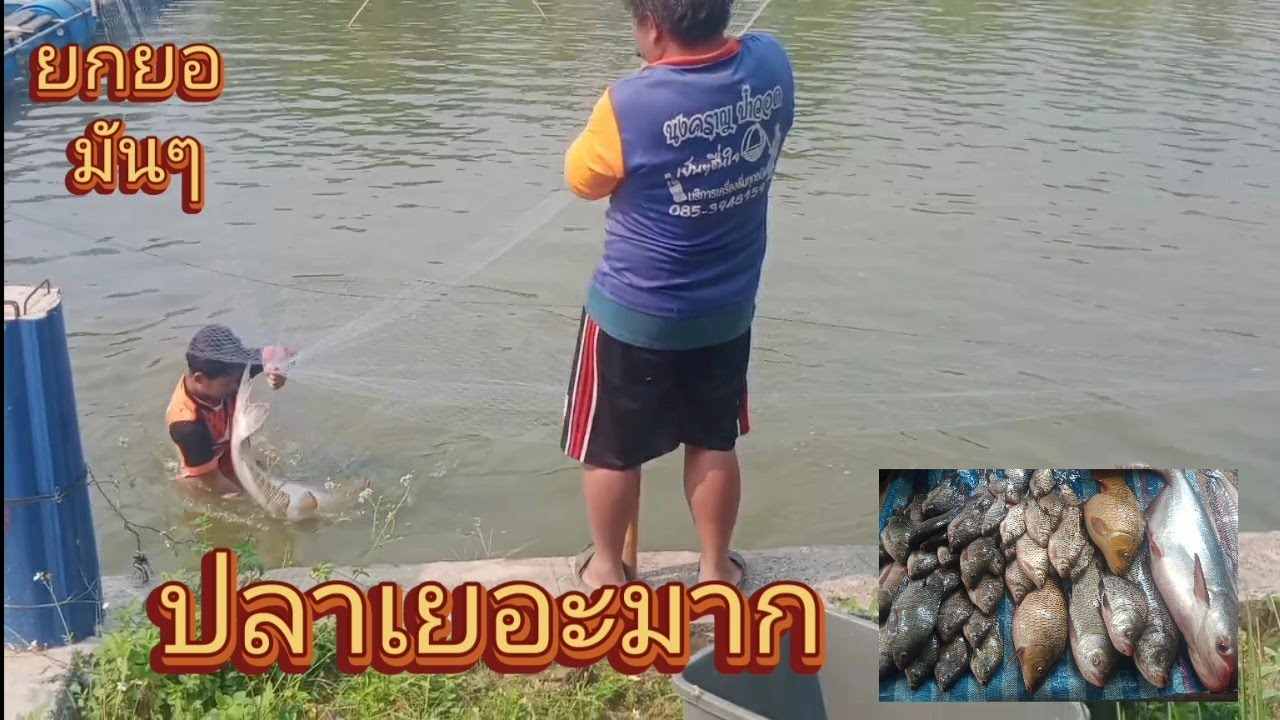#ยกยอ มันๆ บ่อลุงเขียวบ้านน้ำจำ บ่อชั่งกิโลออก หมานขนาด  3 เมษายน ค.ศ. 2024