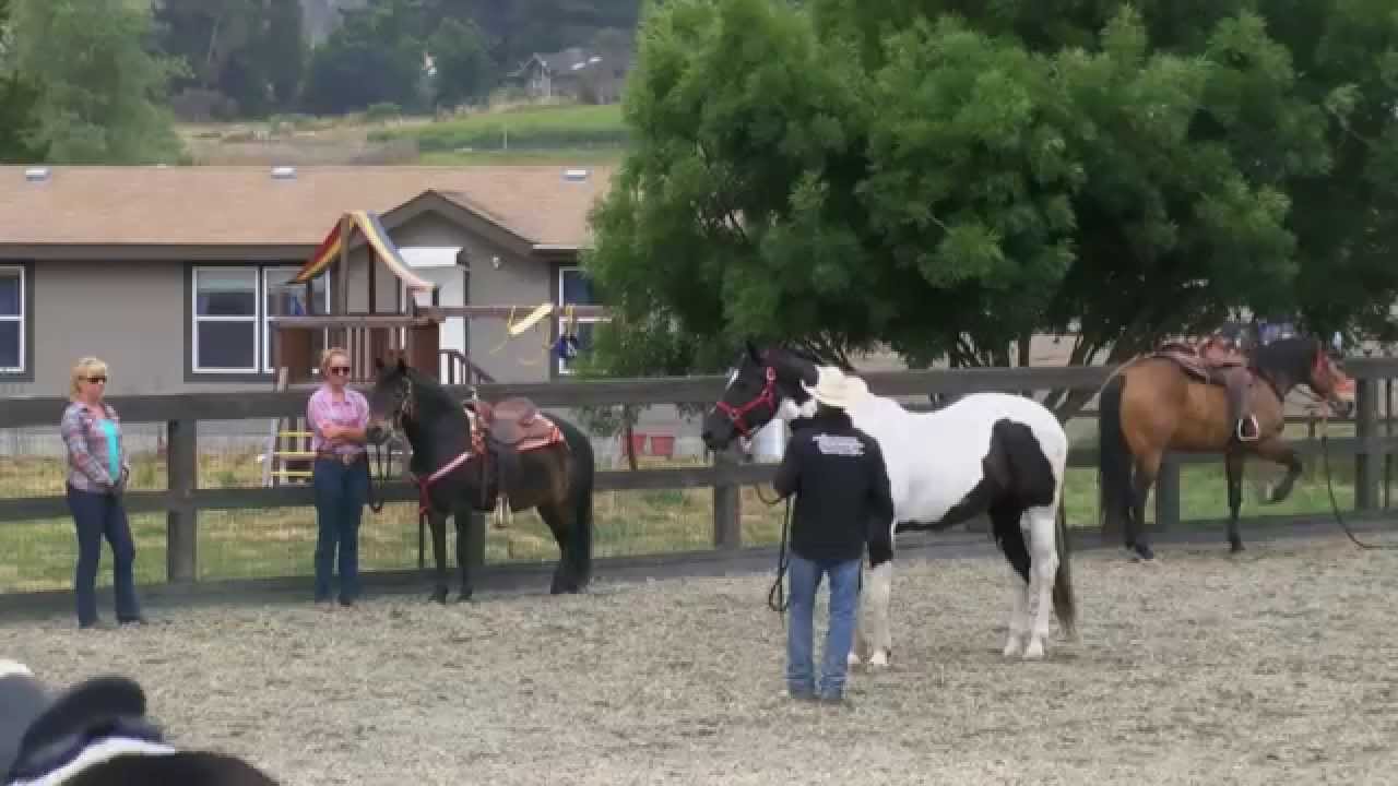 Teaching your horse to accept fly spray