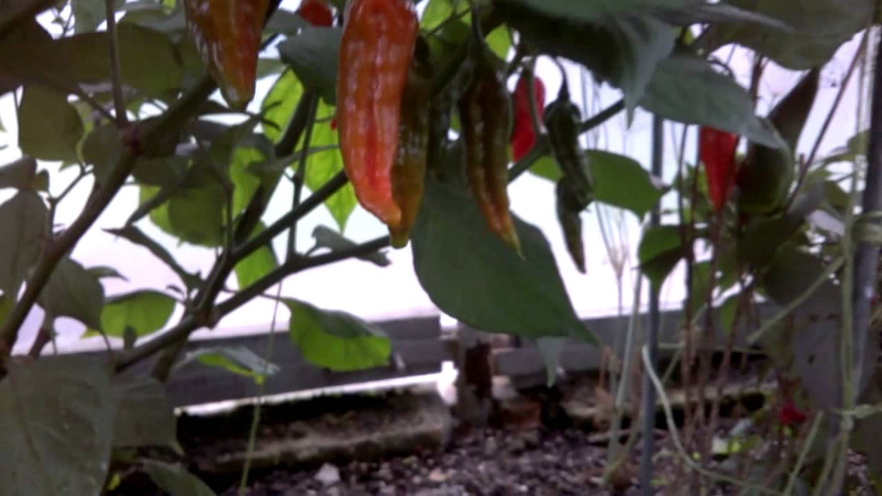 Growing  chilli - Plant - Bhut Jolokia Orange