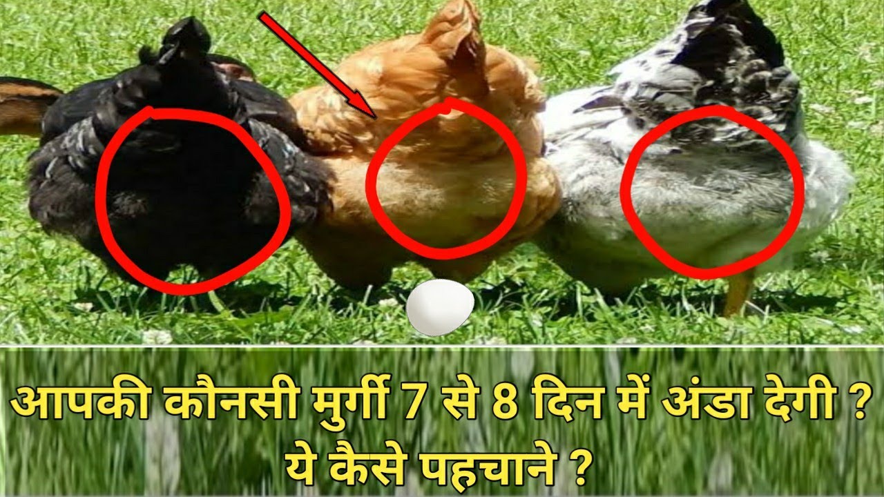 32,hen egg laying symptoms, ande dene wali murgi ki pehchan,Which of your hen is close to laying egg