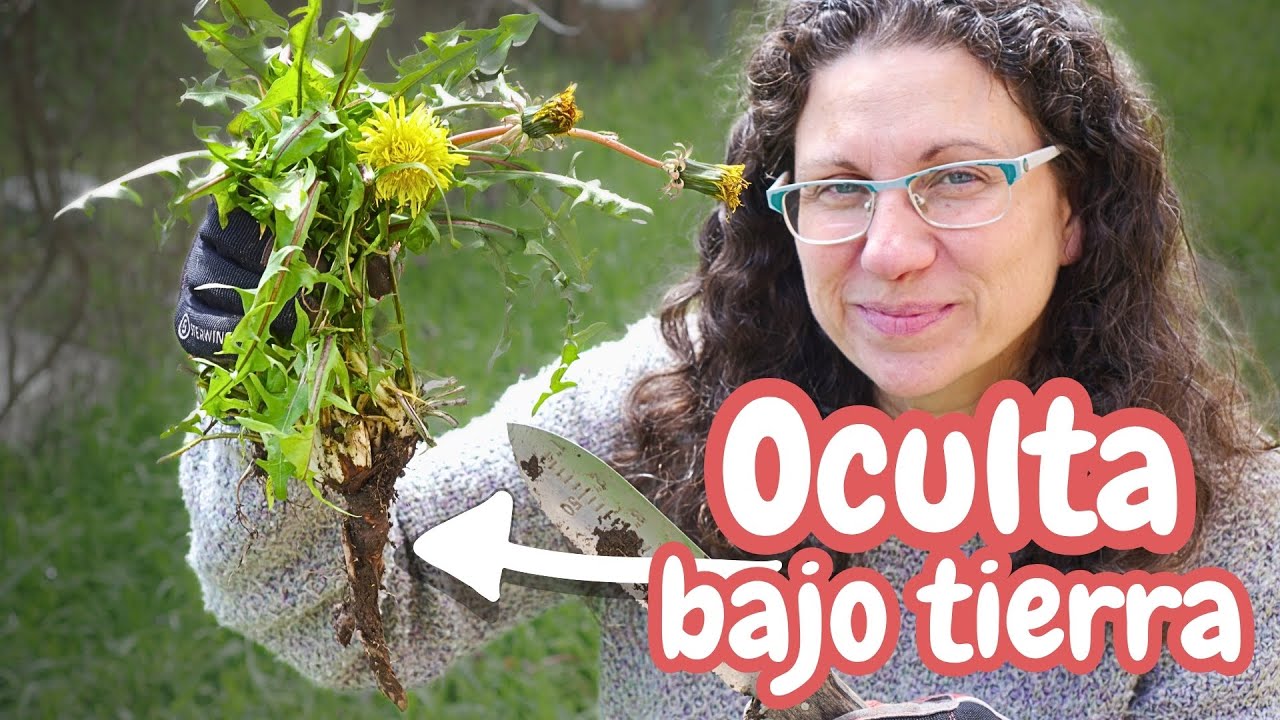 Recojo la raíz de diente de león (¡y te cuento por qué es oro 🥇!)