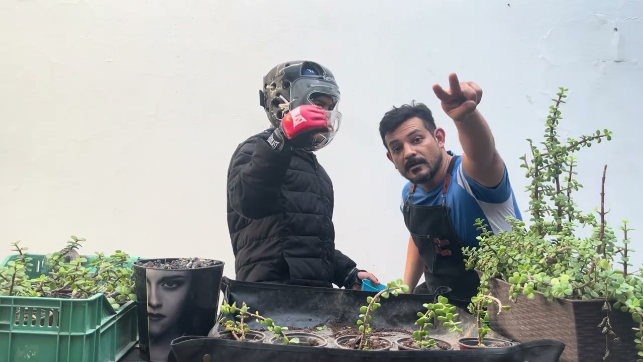Bonsai, terapia y autismo. Bonsai en roca árbol de la abundancia 
