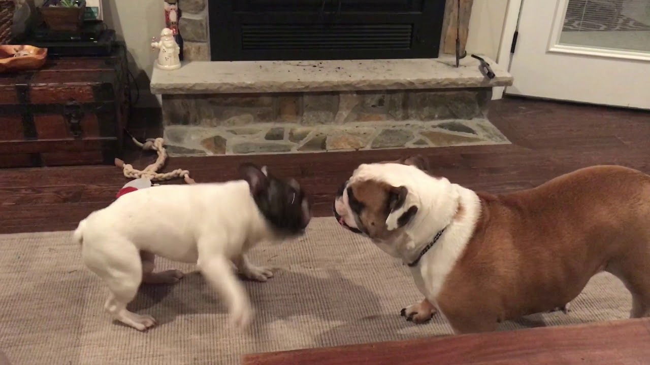 French Bulldog vs English Bulldog