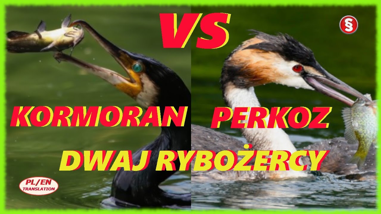 KORMORAN vs PERKOZ ! Dwa rybojady! Który z nich jest gorszy!! Co je różni i który jest zagrożeniem!