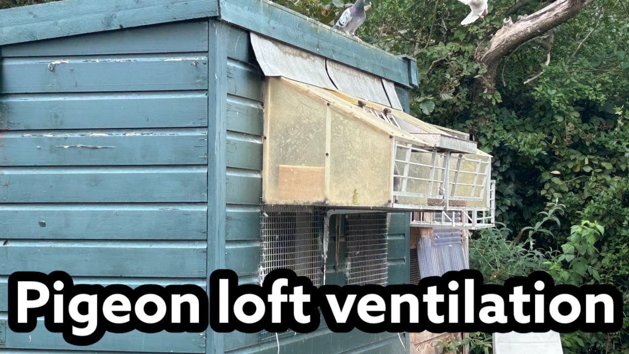 Pigeon Loft Ventilation | How my air system works | How i made it | Racing pigeons |