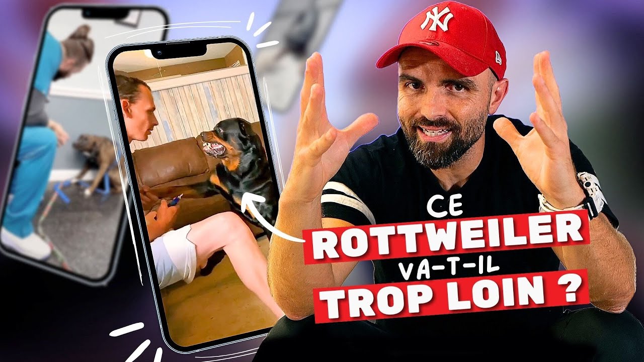 On DÉCRYPTE les CHIENS d'INTERNET !