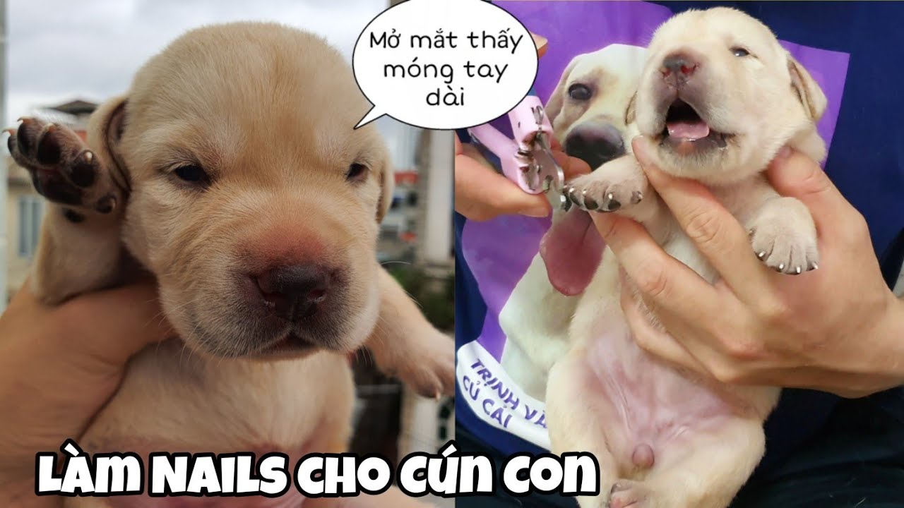 Ngày 12 | Làm Nails Cho Cháu Với - Những bé cún mở mắt tiếp theo