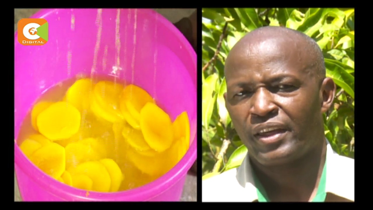 Smart Farm: Drying of Mangoes