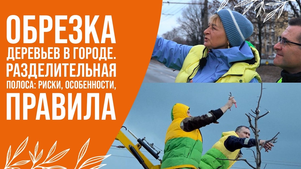 Почему нельзя “резать под линейку”: правильная обрезка городских деревьев