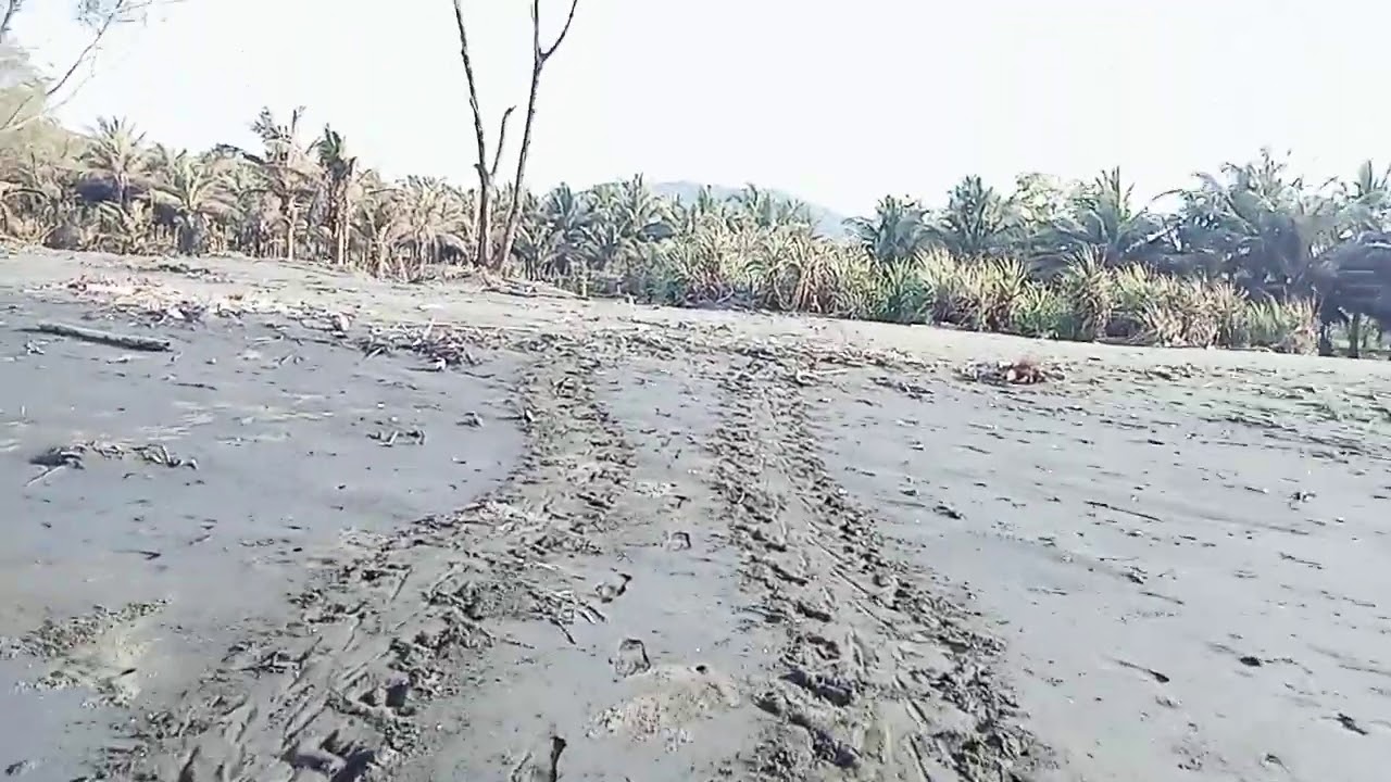 Penemuan pendaratan penyu untuk bertelur