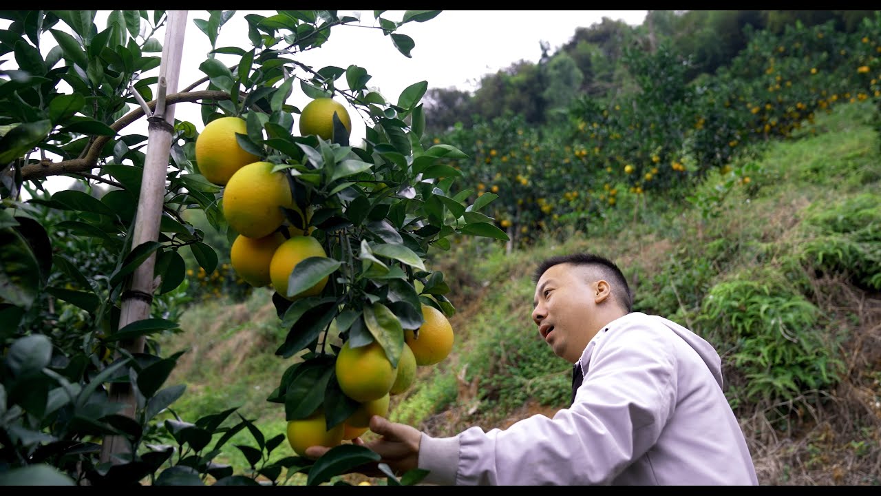 华农兄弟：看一下兄弟家的果园，顺便挑点回去